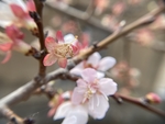樱桃花