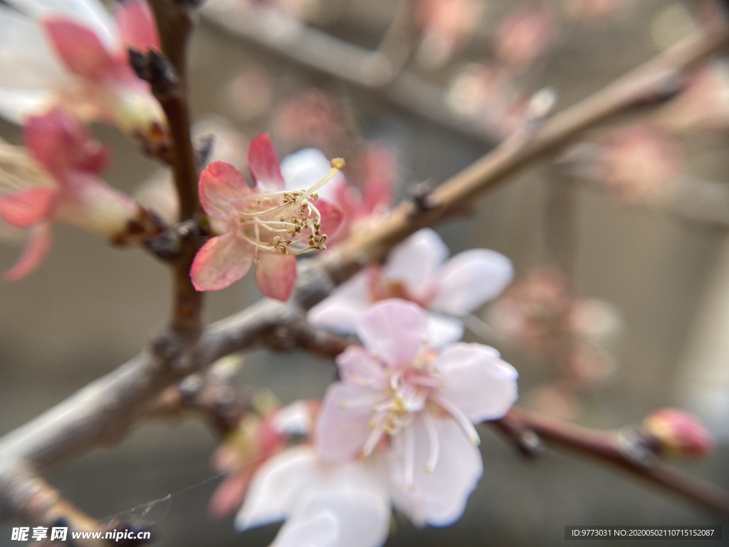 樱桃花