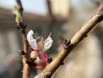 樱桃花