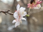樱桃花