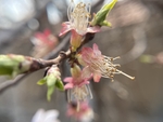 樱桃花