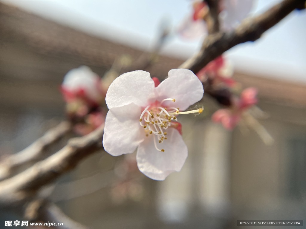 樱桃花