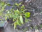 山荆子