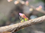 樱桃花
