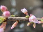 樱桃花