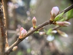 樱桃花