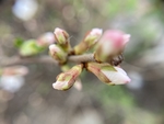 樱桃花