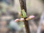 樱桃花