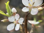 樱桃花