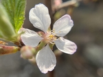 樱桃花