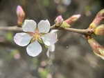 樱桃花