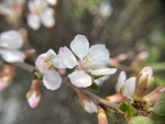 樱桃花