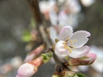樱桃花