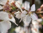 樱桃花