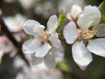 樱桃花