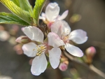 樱桃花