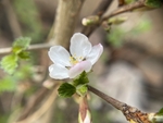 樱桃花