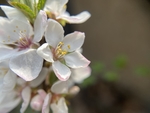 樱桃花