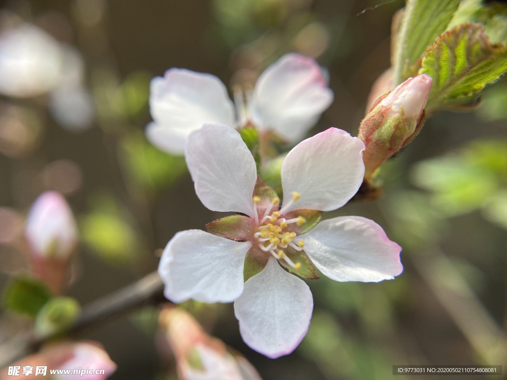 樱桃花