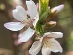 樱桃花