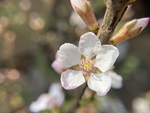 樱桃花