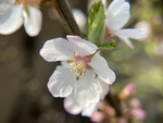 樱桃花