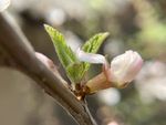 樱桃花