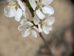 樱桃花