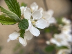樱桃花