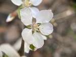 樱桃花