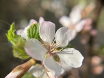 樱桃花