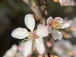 樱桃花