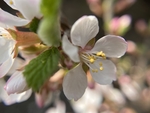 樱桃花