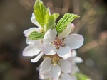 樱桃花