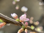 樱桃花