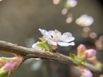 樱桃花
