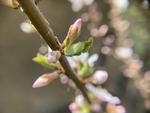 樱桃花