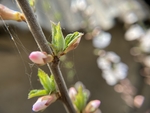 樱桃花