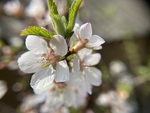 樱桃花