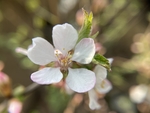 樱桃花