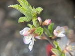 樱桃花