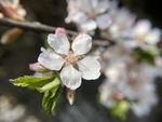 樱桃花