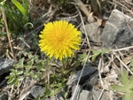 蒲公英花