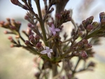 丁香花