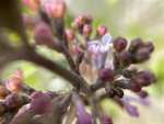 丁香花