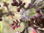 丁香花