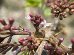 丁香花