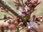 丁香花