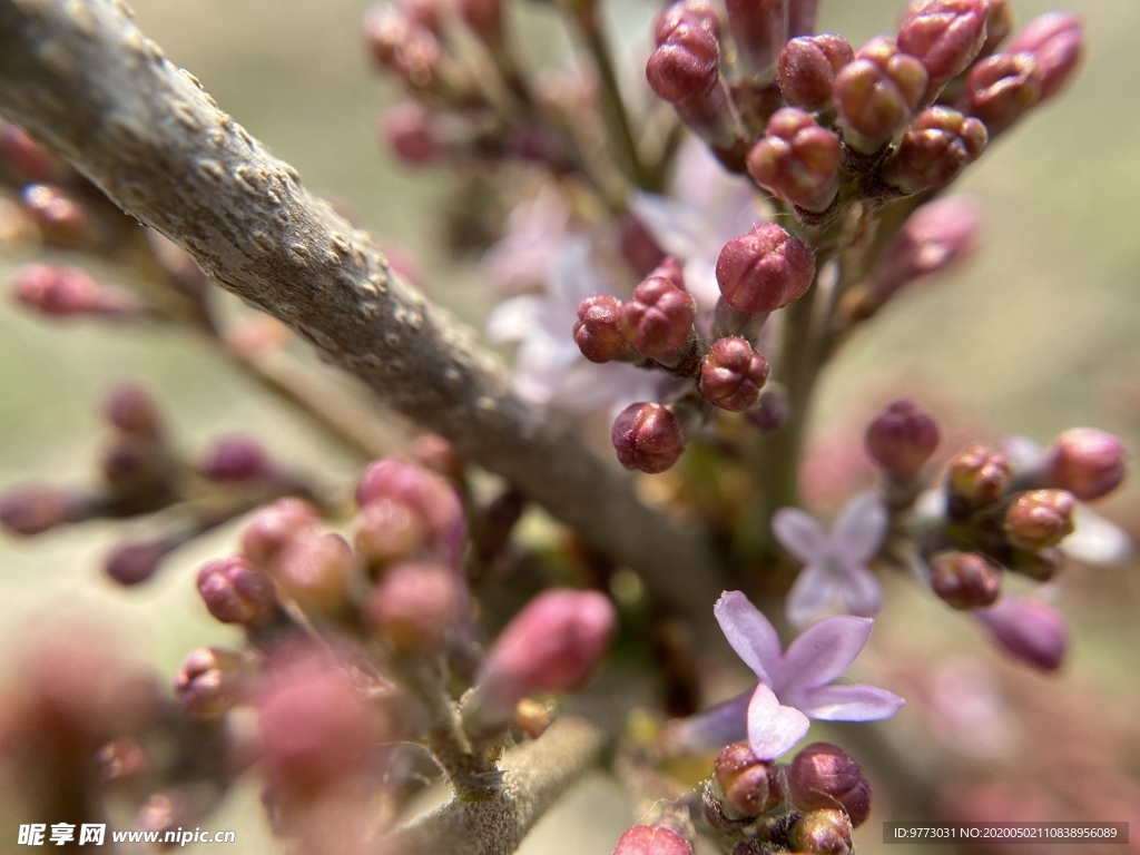 丁香花