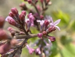 丁香花